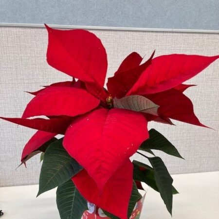 🎄クリスマスバージョン車に🚗