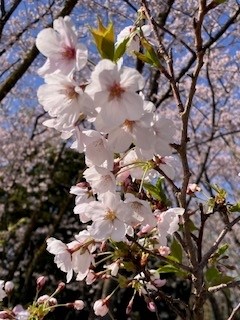 🌸香川県を卒業しました🎓