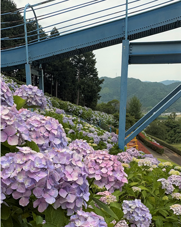 6月と言えば…